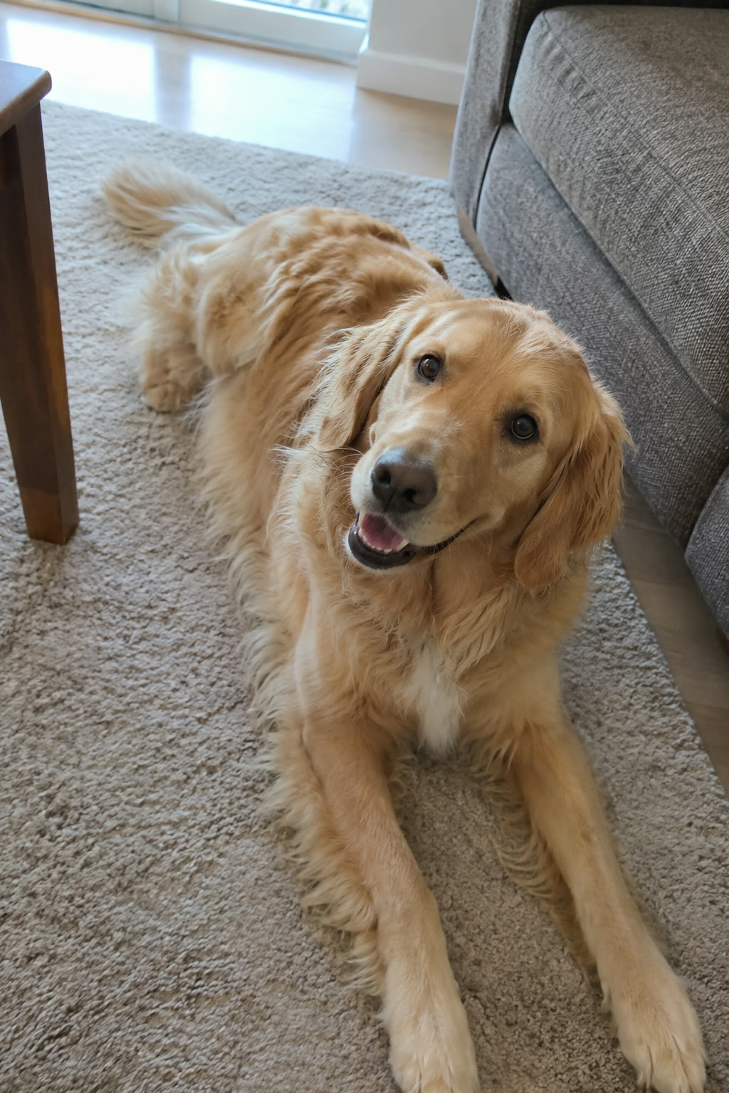 The original photograph of Golden Retriever